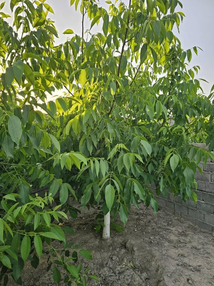 باغ و باغچه170متری (کنتوربرق/درختان 11ساله|فروش زمین و ملک کلنگی|تهران, امیریه|دیوار