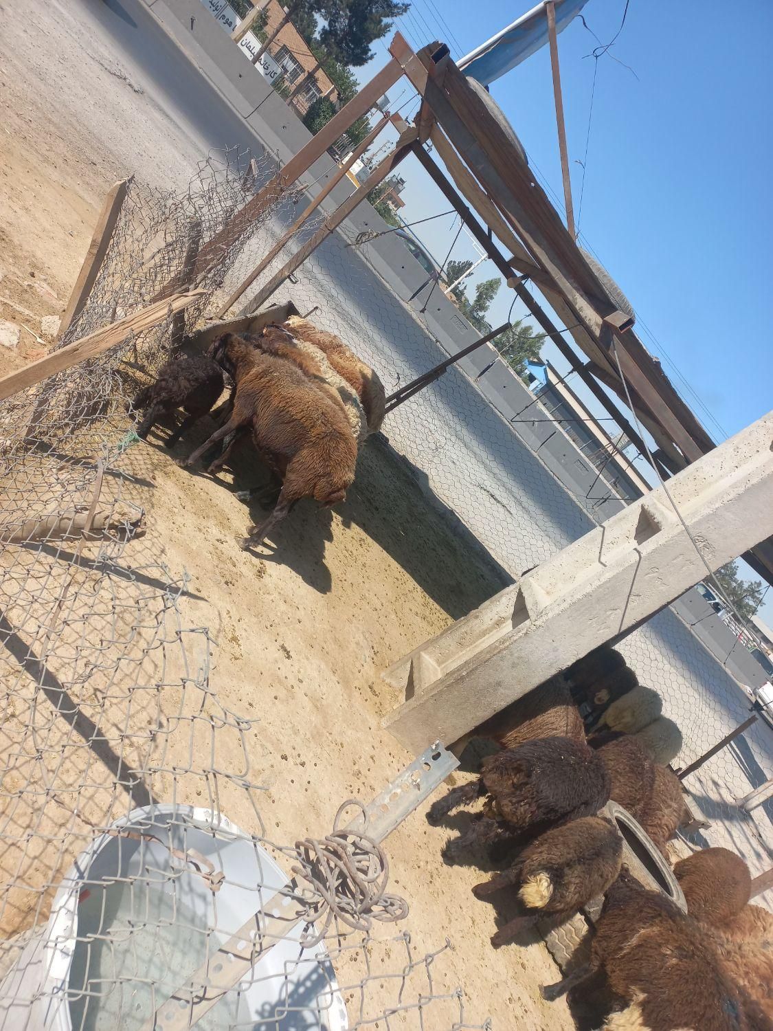 گوسفند زنده در گلستان  رباط کریم نسیم شهر|حیوانات مزرعه|رباط‌کریم, رباط‌کریم|دیوار