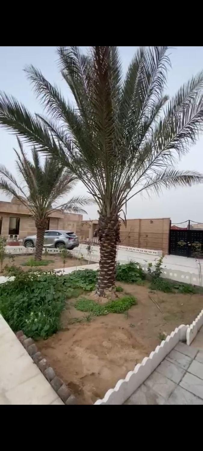 پخش کننده درخت نخل درسراسرکشور|خدمات باغبانی و درختکاری|چالوس, |دیوار