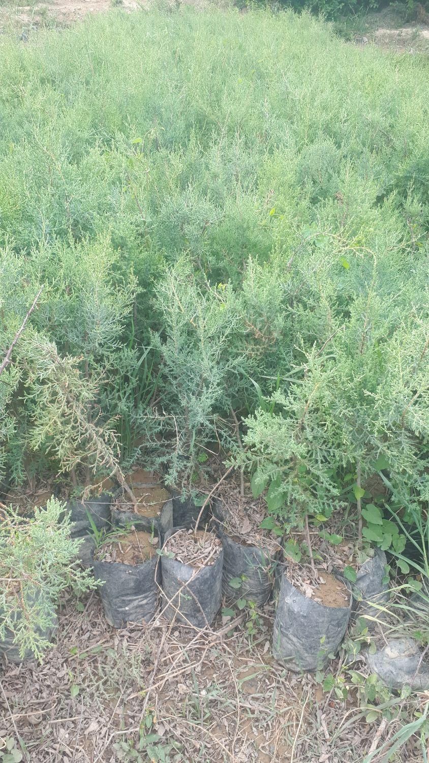 فروش سرو نقره ای|گل و گیاه طبیعی|کرج, شهرک جهان‌نما|دیوار