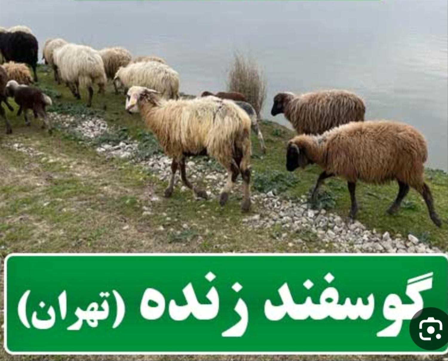 بره و قوچ گوشتی تمام مناطق تهران شمال غرب|حیوانات مزرعه|تهران, فرحزاد|دیوار
