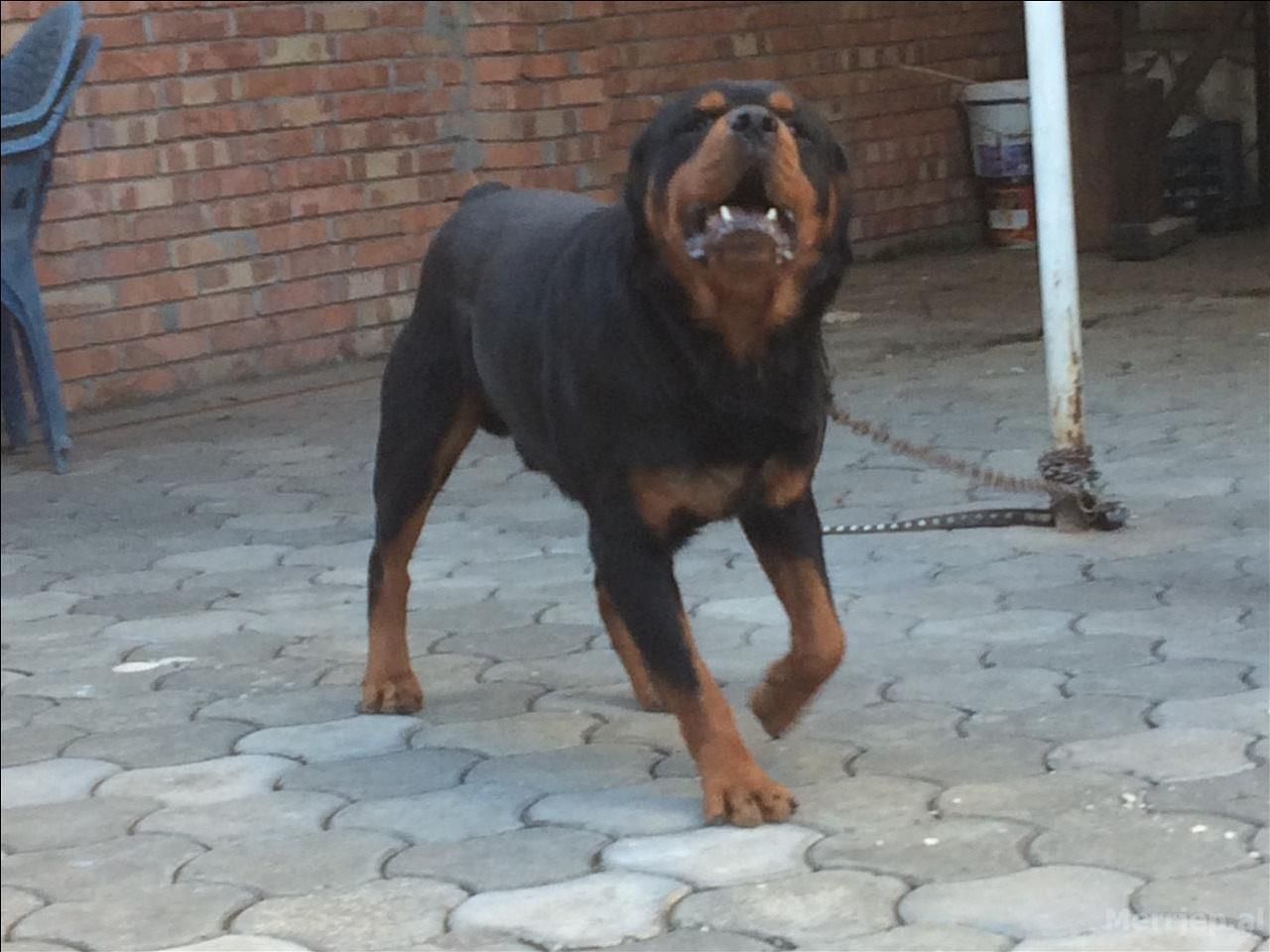 سگ جوان آموزش دیده ،نترس و نگهبانی بدون ضعف|سگ|تهران, ارم|دیوار