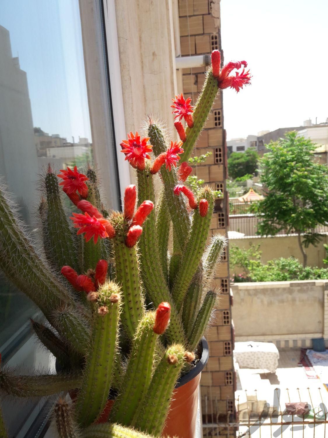 کاکتوس گل طبیعی|گل و گیاه طبیعی|مشهد, هفت تیر|دیوار