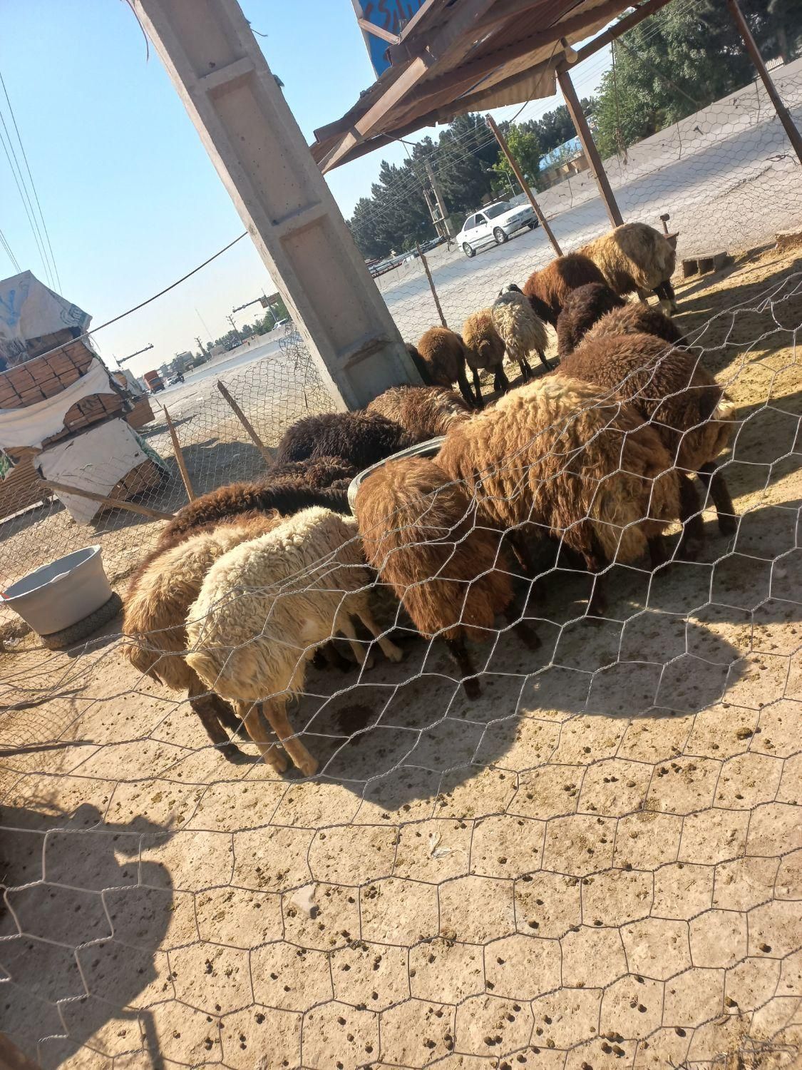 گوسفند زنده در گلستان  رباط کریم نسیم شهر|حیوانات مزرعه|رباط‌کریم, رباط‌کریم|دیوار