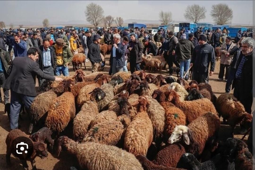 گوسفند زنده وچاق|حیوانات مزرعه|مشهد, کشاورز|دیوار