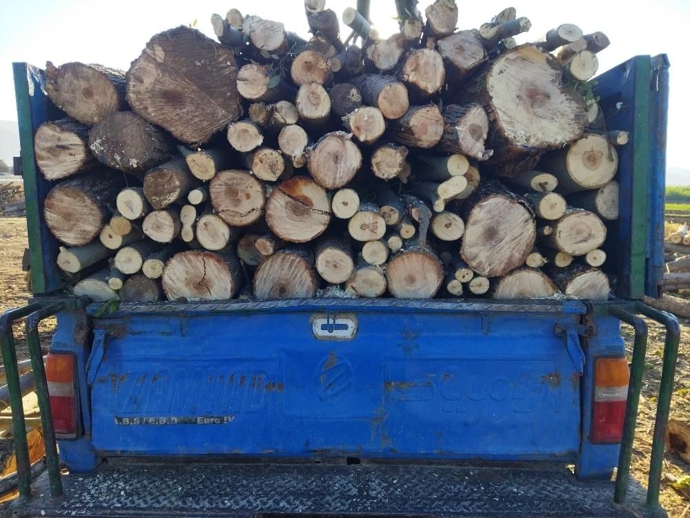 درخت باغ چوب وبیشه  چنار گردو وتیرخشگ را خریدارم|خدمات باغبانی و درختکاری|نورآباد, |دیوار