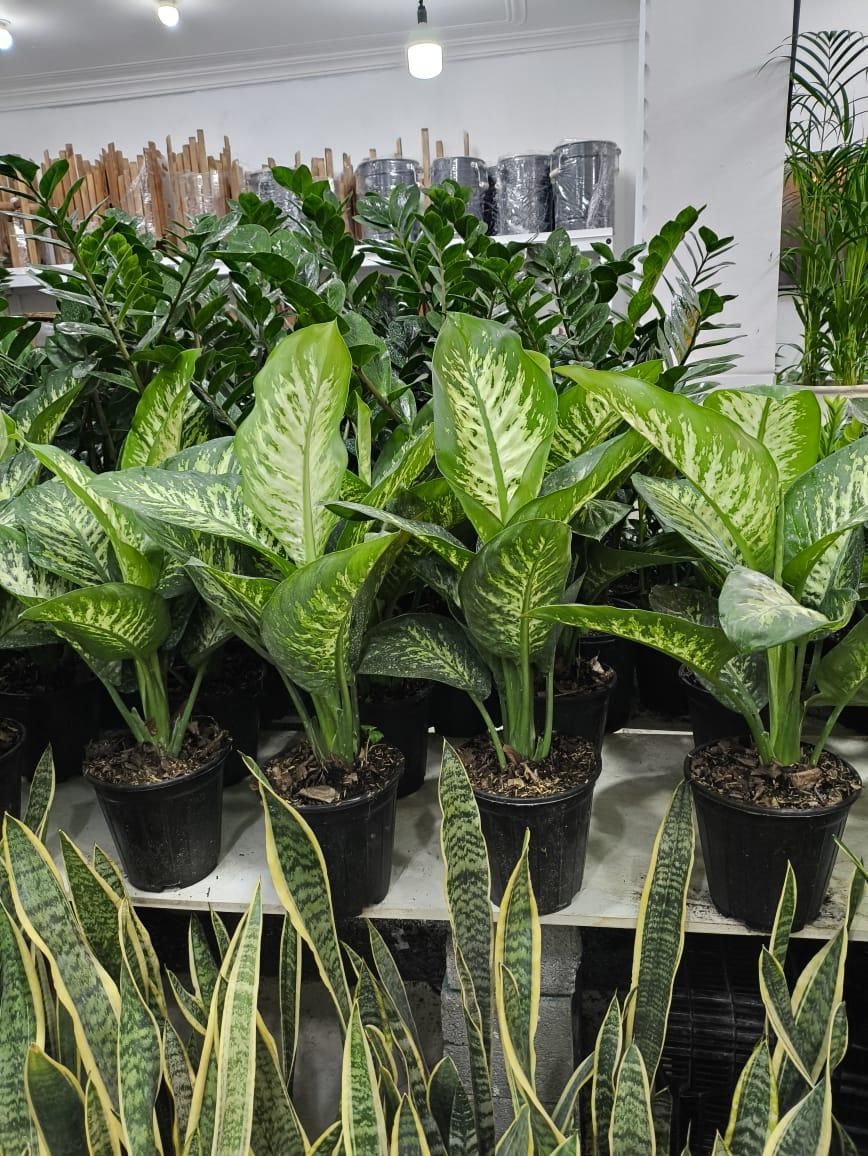 دیفن باخیا تنه درختی پر برگ|گل و گیاه طبیعی|بندرعباس, |دیوار