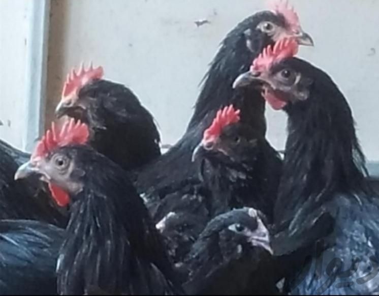 خروس و مرغ سیاه مشکی سفید محلی برای خون و قربانی|حیوانات مزرعه|مشهد, صیاد شیرازی|دیوار