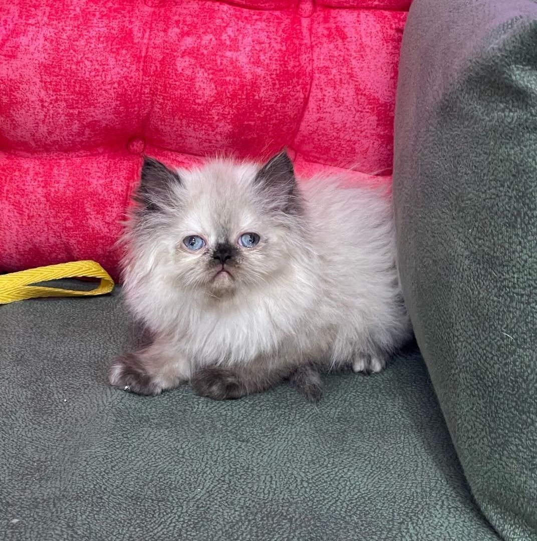 مجموعه گربه های نایس و دلربا|گربه|اصفهان, احمدآباد|دیوار