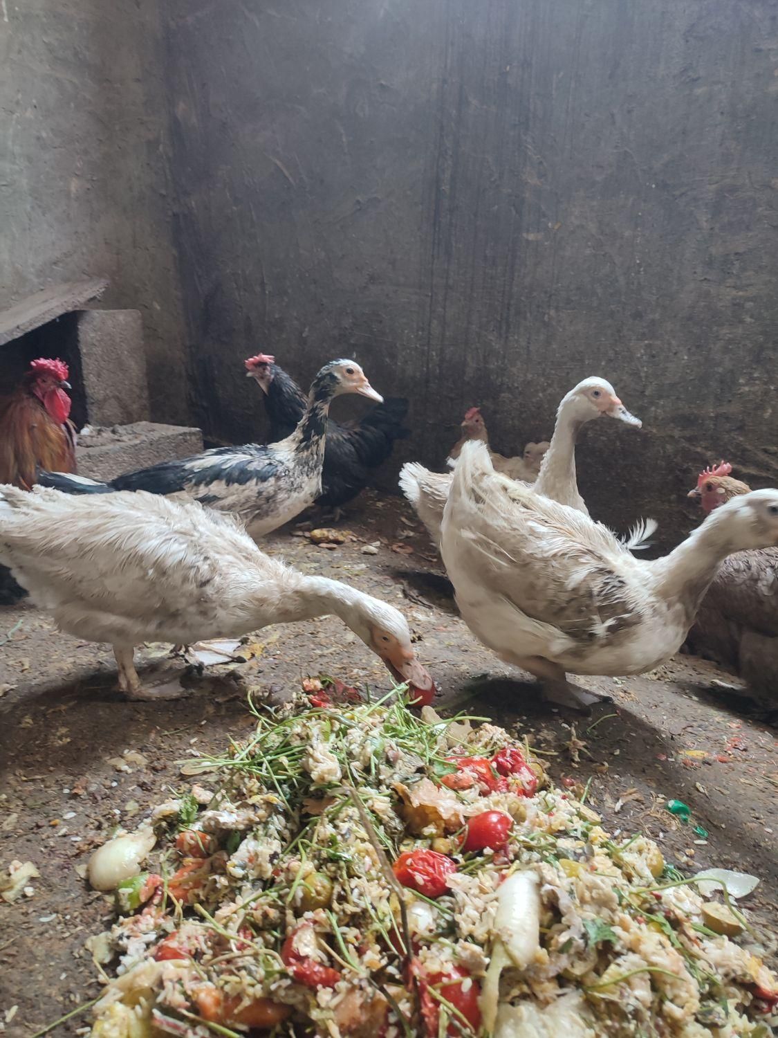 غاز روسی یا غاز لال یا اردک لال یاروسی|حیوانات مزرعه|اصفهان, دشتستان|دیوار