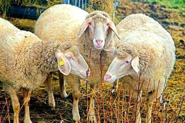 بره قلم آبی پرگوشت گوسفند زنده|حیوانات مزرعه|مشهد, آبکوه|دیوار