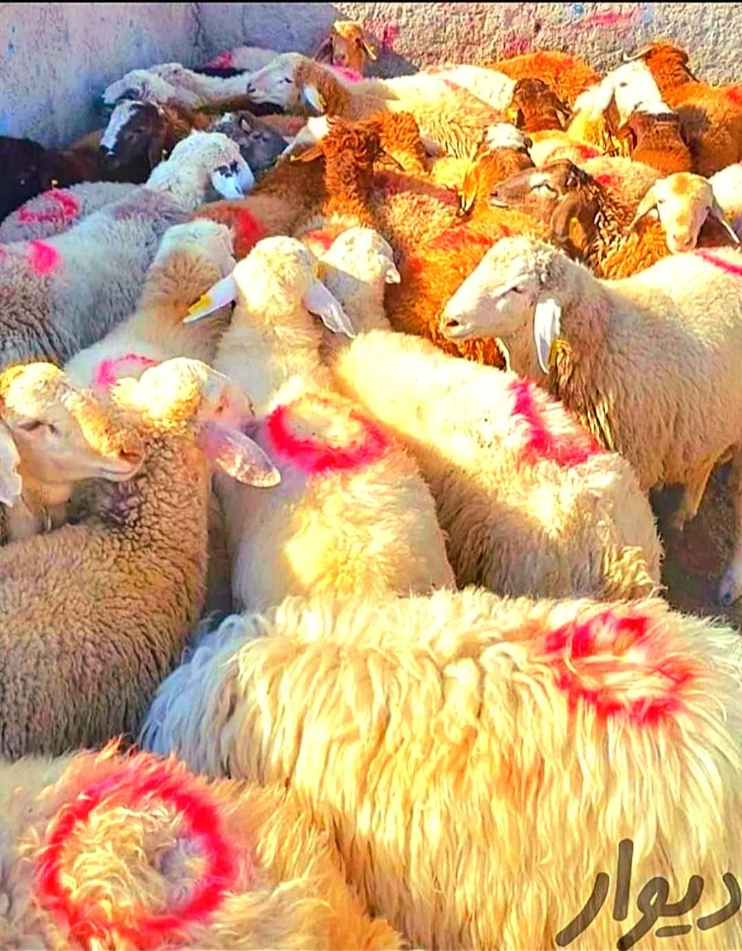 نرینه قلم آبی بشرط نصفه گوشت درجه تخفیف ۵٪|حیوانات مزرعه|مشهد, توس (بلوار توس)|دیوار