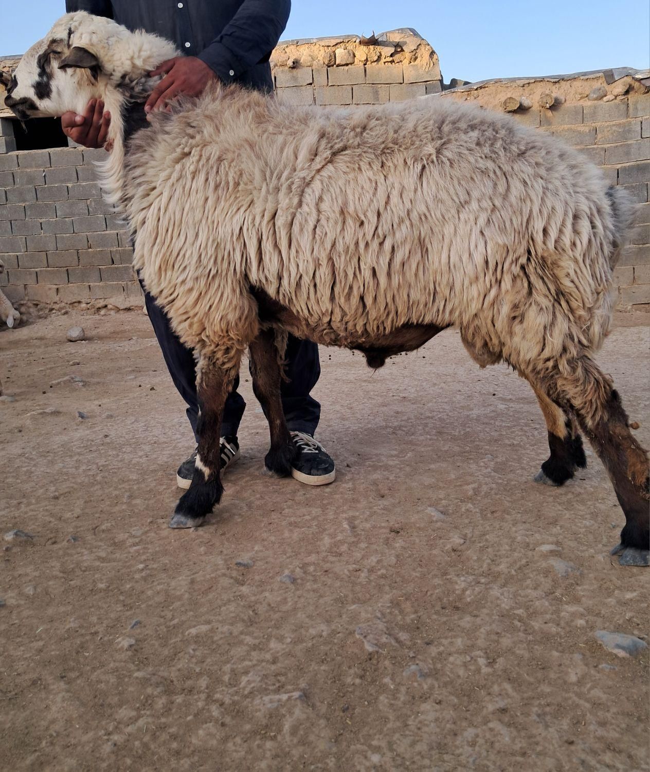 قوچ بختیاری بزری دودندان|حیوانات مزرعه|شیروان (خراسان), |دیوار