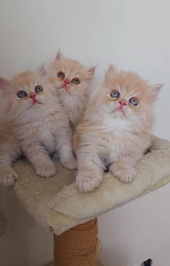 گربه های اصیل خونگی تو از ما بگیر ( irancats)|گربه|شیراز, کوی طلاب|دیوار