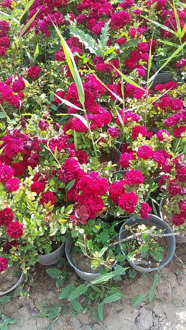 گل رزعطری.رزهلندی. نسترن سفید. هفت رنگ. ساناز|گل و گیاه طبیعی|کرج, ملک‌آباد|دیوار
