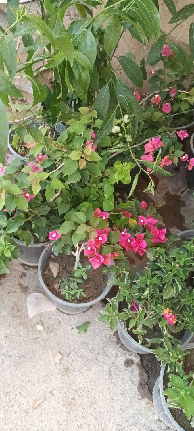 گل های باغچه ای و آپارتمانی شاهپسند،گل محمدی|گل و گیاه طبیعی|تهران, لویزان|دیوار