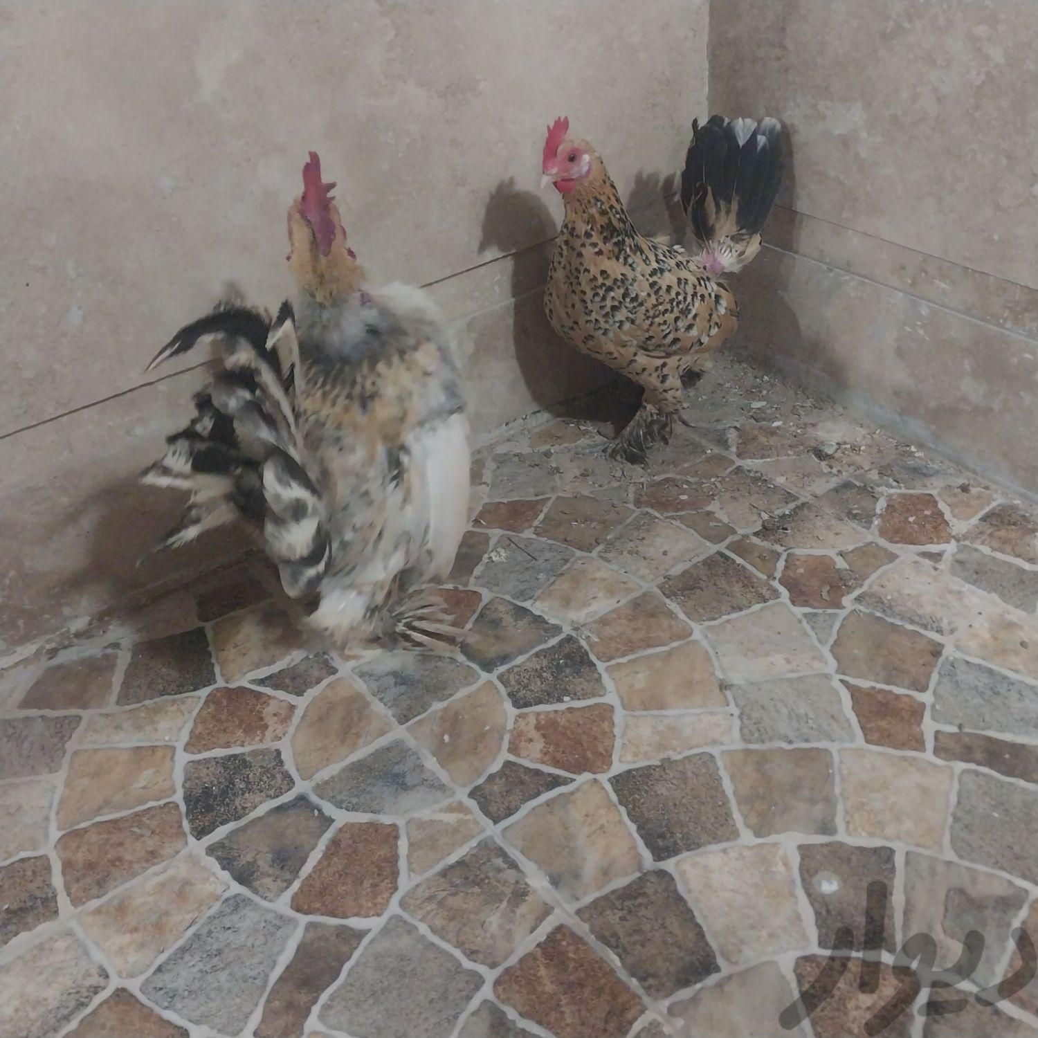 مرغ و خروس مینیاتوری|حیوانات مزرعه|یزد, |دیوار