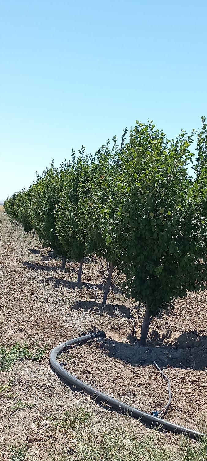 باغ درفریمان سنددار قطعه ای ویکجا|فروش زمین و ملک کلنگی|مشهد, امیر المومنین|دیوار