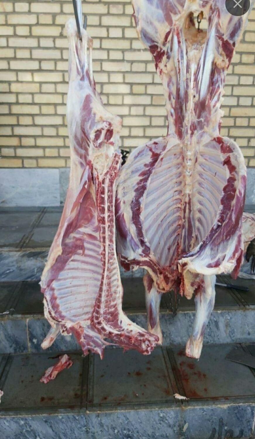 قصاب انواع دام در محل...سیار|خدمات پذیرایی، مراسم|قزوین, |دیوار