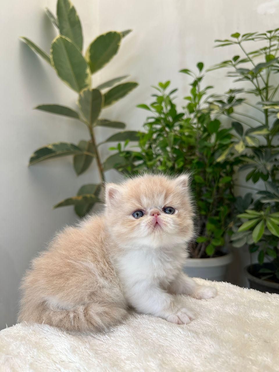 بچه گربه کیوت میوت|گربه|اهواز, کیانپارس |دیوار