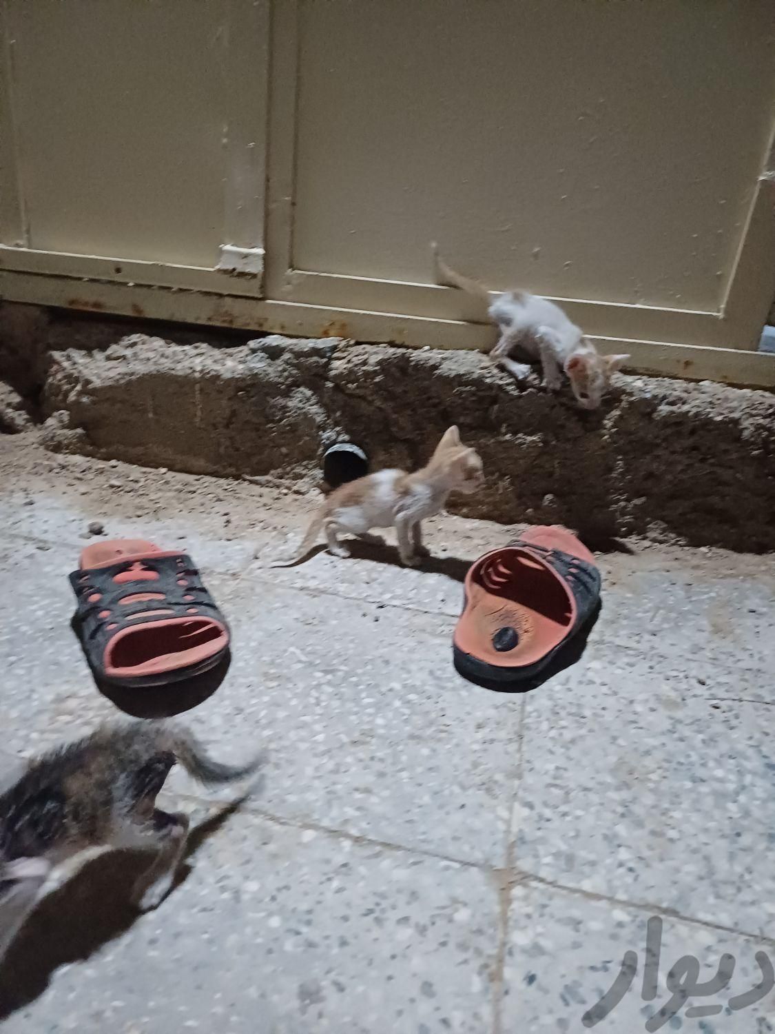 ۳ بچه گربه خانگی در کاکی|گربه|خورموج, |دیوار