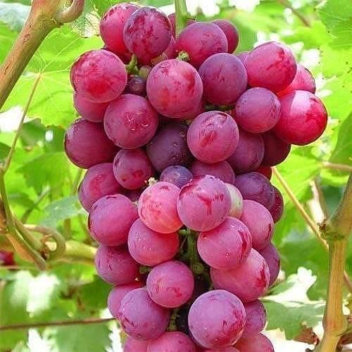 نهال انگور موندراپ و انگور های خارجی|گل و گیاه طبیعی|شیراز, محمدیه|دیوار