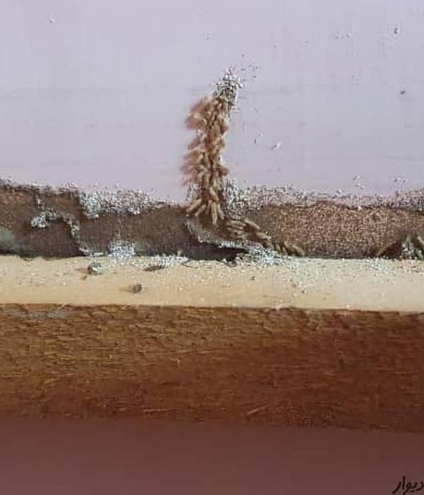 شرکت موریانه زدایی و سم پاشی با ضمانت نامه کتبی|خدمات نظافت|خرمآباد, |دیوار