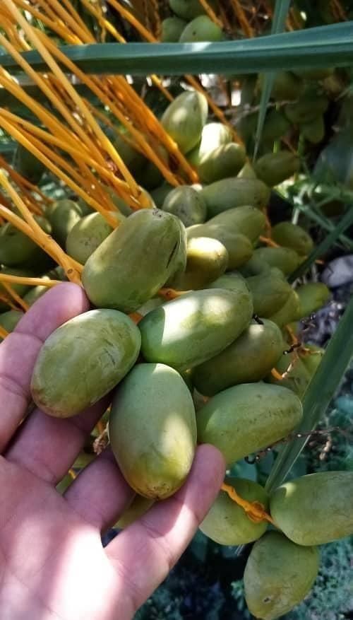 نخل  مجول کشت  بافت اصلاح ژنتیکی|خدمات باغبانی و درختکاری|جم, |دیوار