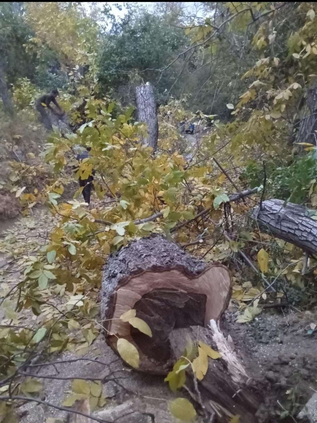 انواع و اقسام مختلف چوب|خدمات باغبانی و درختکاری|اراک, |دیوار