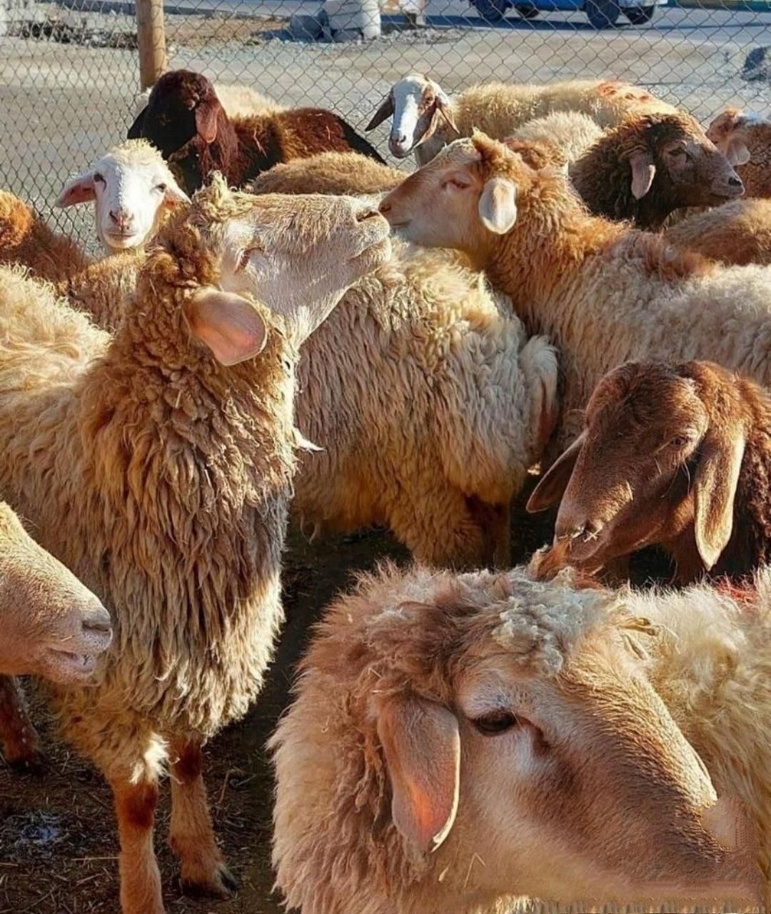 انواع گوسفند (بره نر و شیشک نزاییده)|حیوانات مزرعه|قم, امامزاده ابراهیم|دیوار