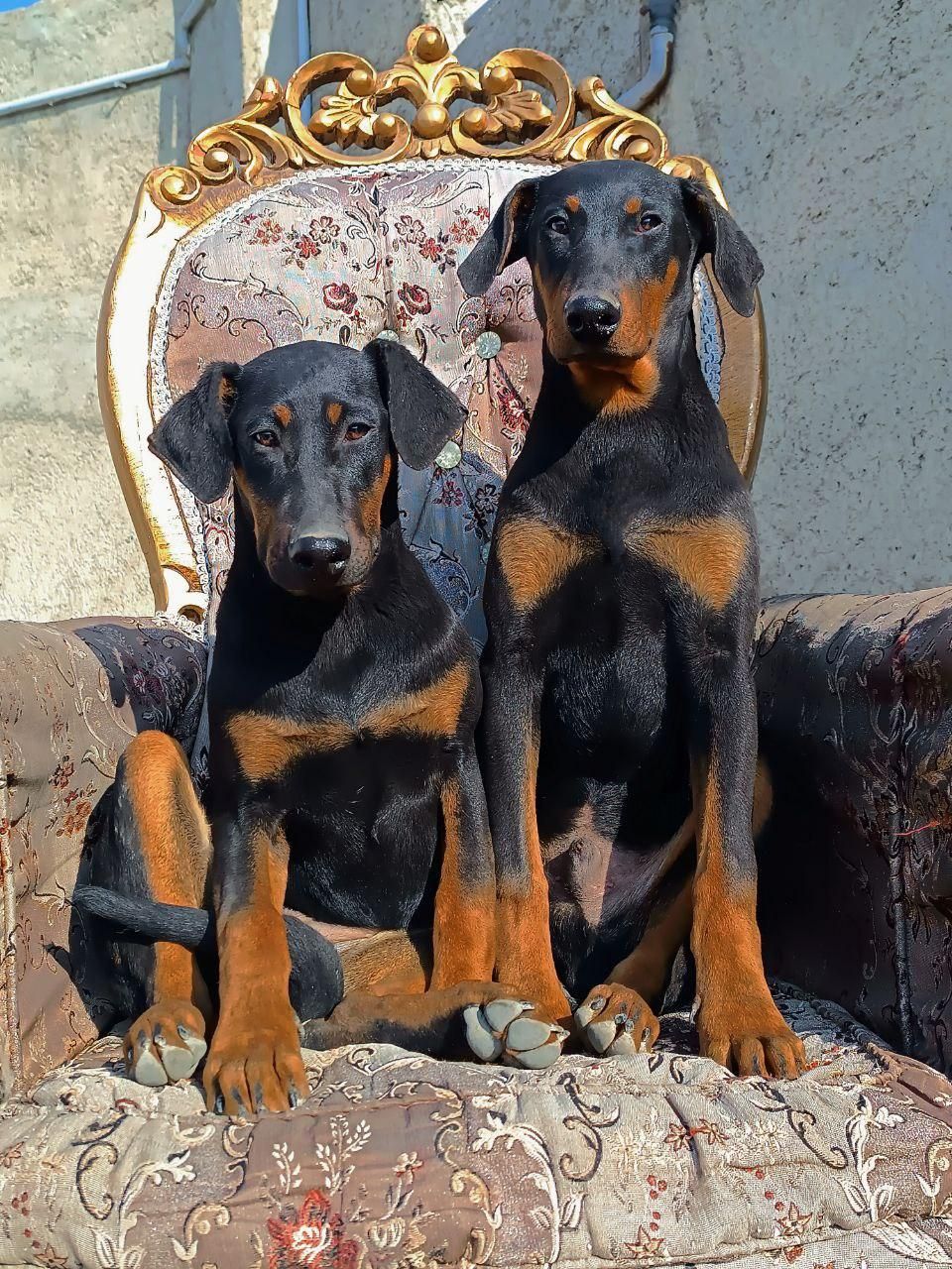 سگ های نگهبان Doberman|سگ|کرج, کوی زنبق|دیوار
