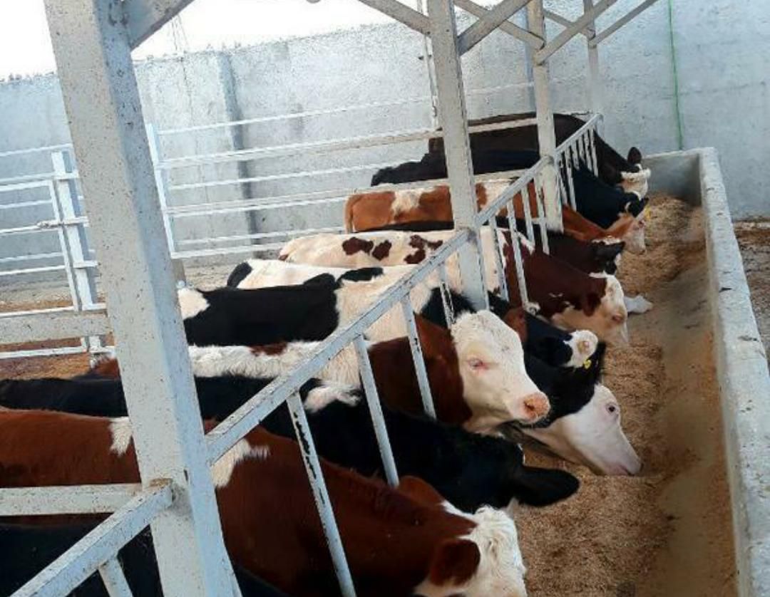 بزگترینمرکز فروش گوساله سمینتال اصیل|حیوانات مزرعه|مرودشت, |دیوار