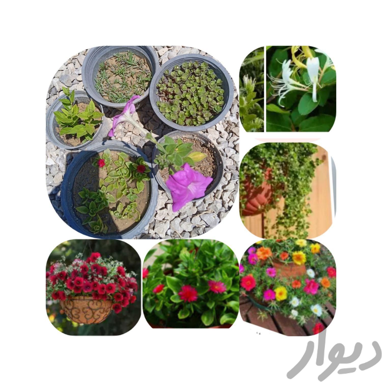 گلای باغچه ای|گل و گیاه طبیعی|دهدشت, |دیوار