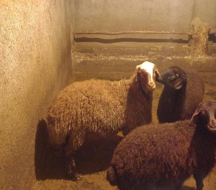 با سلاخی بره چاق شیشک برای قربانی|حیوانات مزرعه|قم, انسجام|دیوار