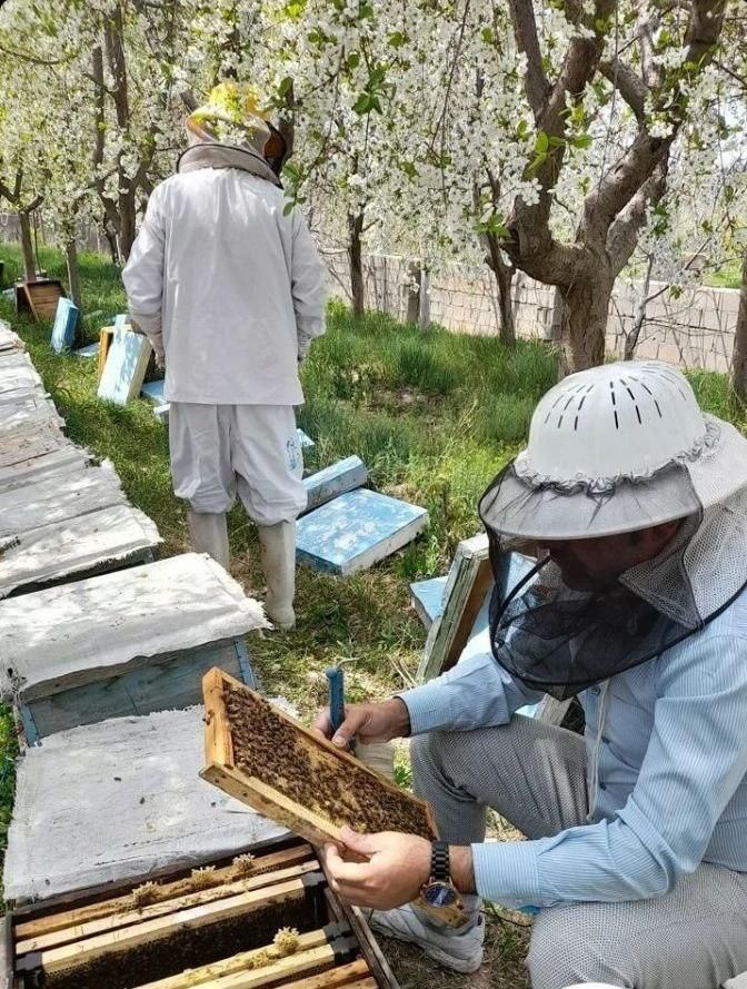 ژل رویال خالص با ضمانت .مستقیم از زنبوردار|خوردنی و آشامیدنی|مشهد, گلبرگ شمالی|دیوار