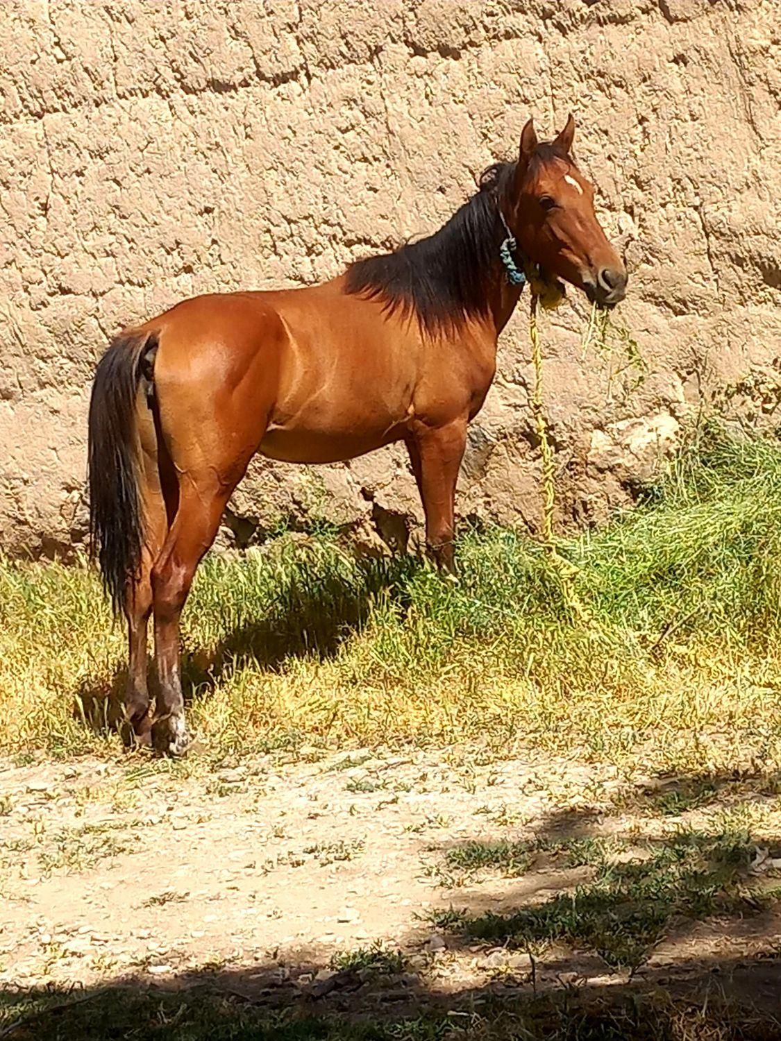اسب ماده یک ساله سرحال با مشتری واقعی کنار میام|اسب و تجهیزات اسب‌سواری|خوی, |دیوار