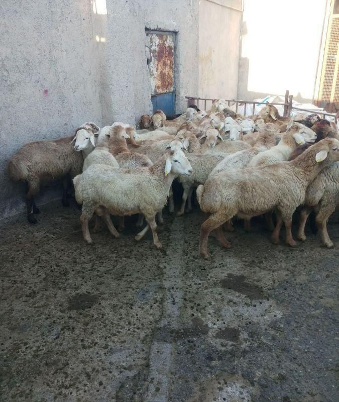فروش گوسفند زنده شکم خالی چاق مناسب برای قربانی|حیوانات مزرعه|کرج, دهقان ویلا|دیوار