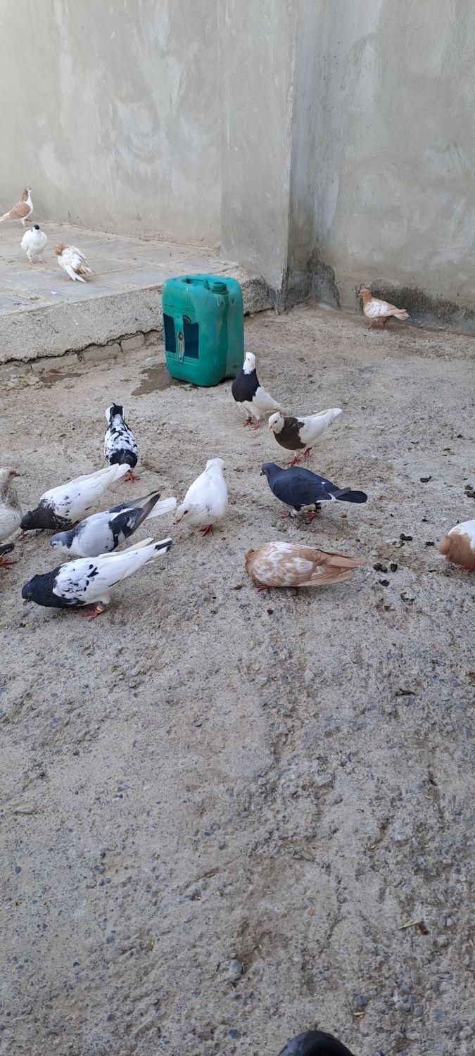 کبوتر در نقاب|پرنده|سبزوار, کهنه آب|دیوار