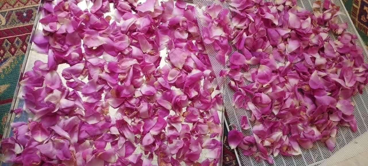 دستگاه میوه و سبزی خشک کن تراشه پرداز|سایر لوازم برقی|تهران, جنت‌آباد شمالی|دیوار