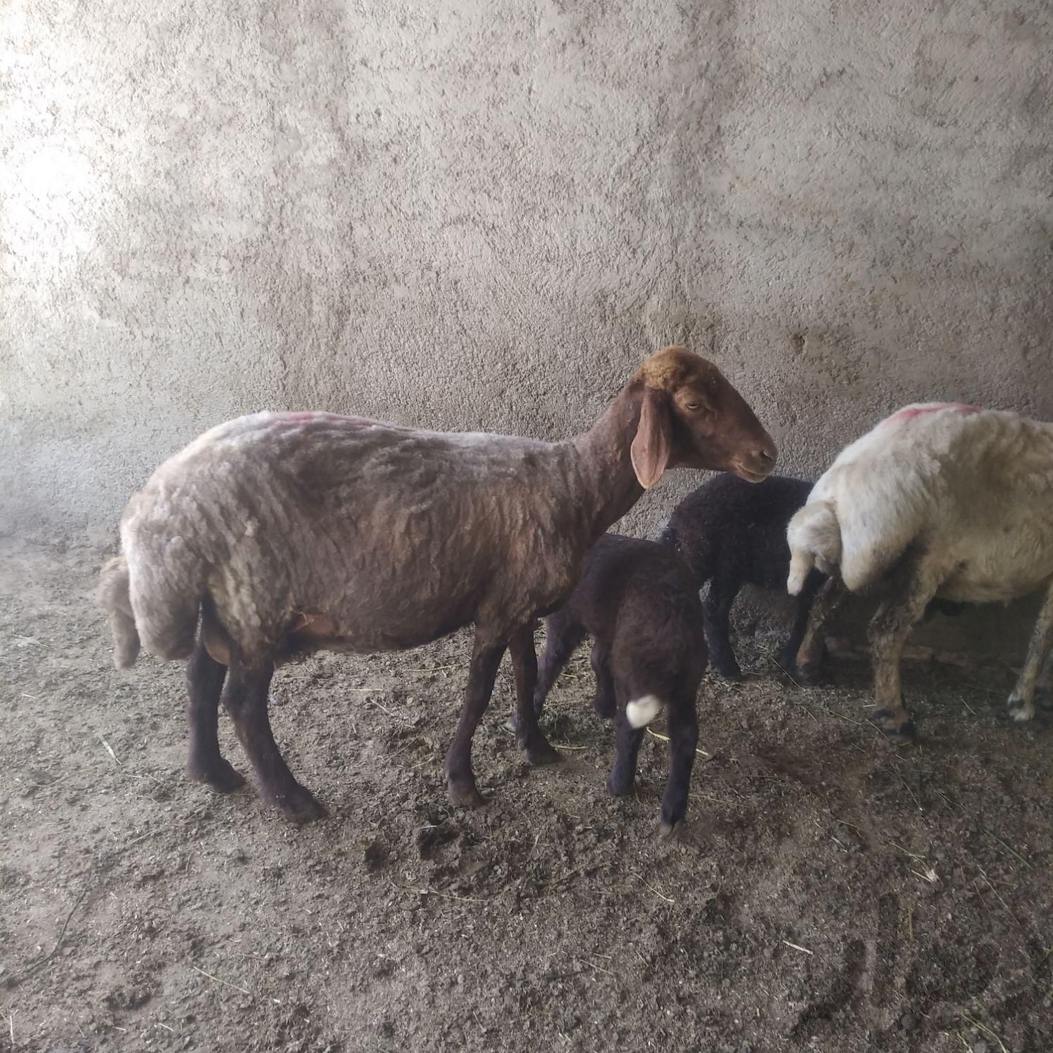 دو عدد گوسفند بره دار|حیوانات مزرعه|آق قلا, |دیوار