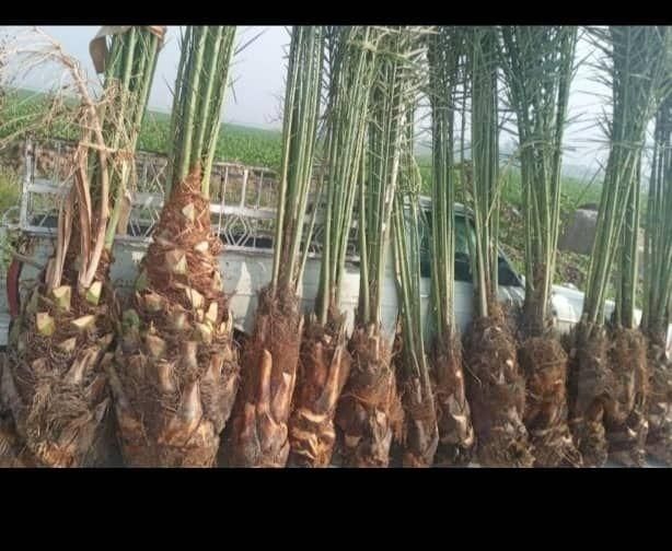 پاجوش نهال مجول خرما|خدمات باغبانی و درختکاری|بهبهان, |دیوار