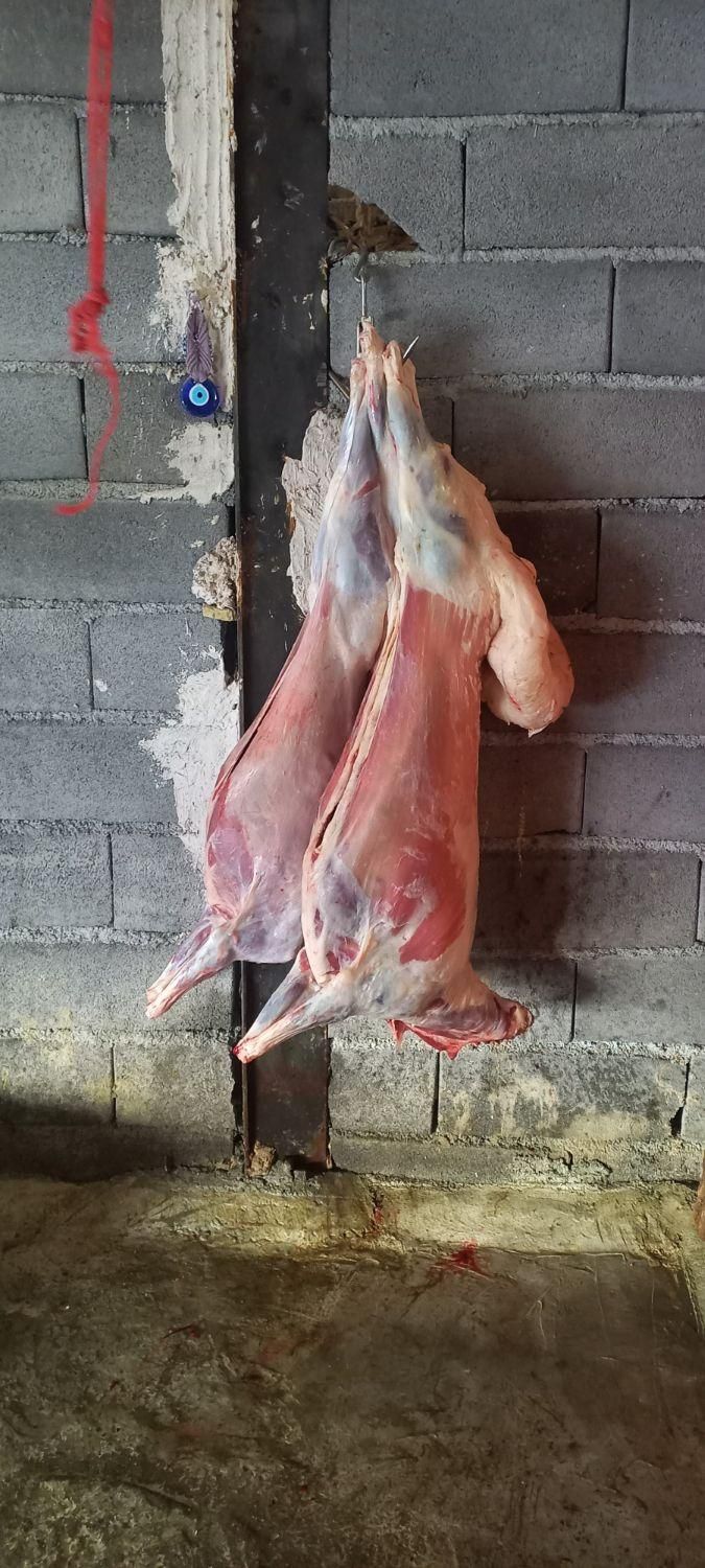 قصاب ذبح گوسفند گوساله|خدمات پذیرایی، مراسم|همدان, |دیوار