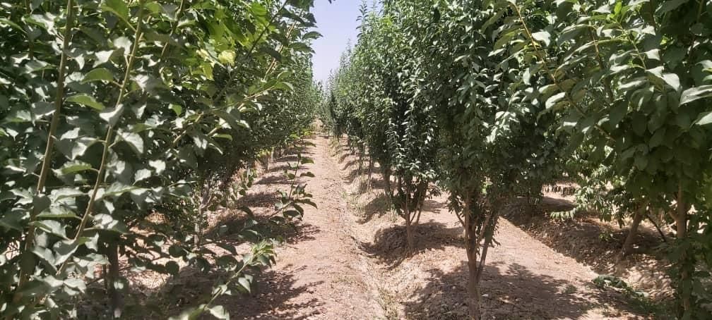 ۱۲۰۰ متر باغ محصور کریم آباد(عباس آبادعلاقبند)|فروش زمین و ملک کلنگی|تهران, کریم‌آباد|دیوار
