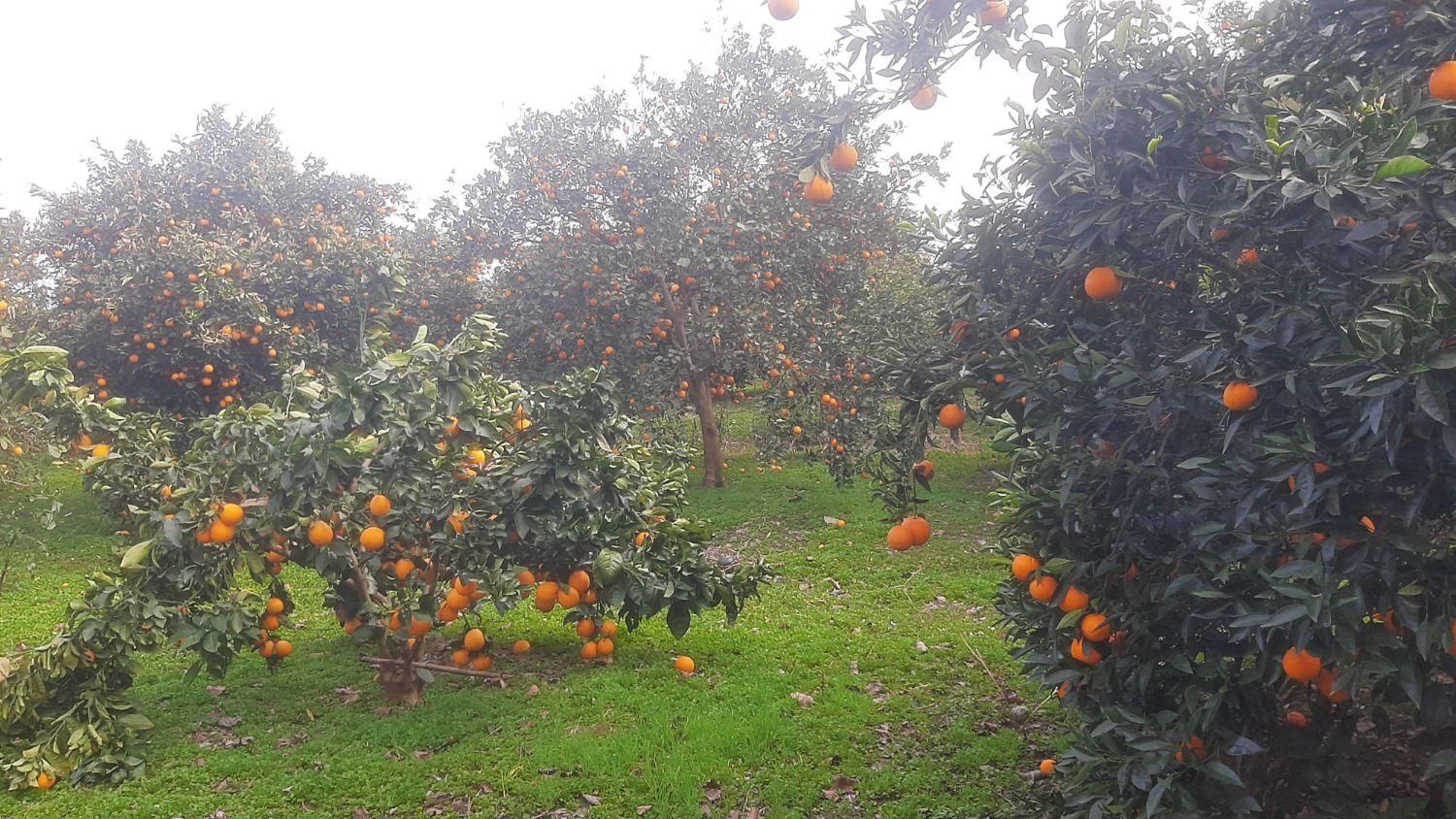 ( باغ پرتغال ۳۲۰متری )شمال آب و شخصی|فروش زمین و ملک کلنگی|قائم‌شهر, |دیوار