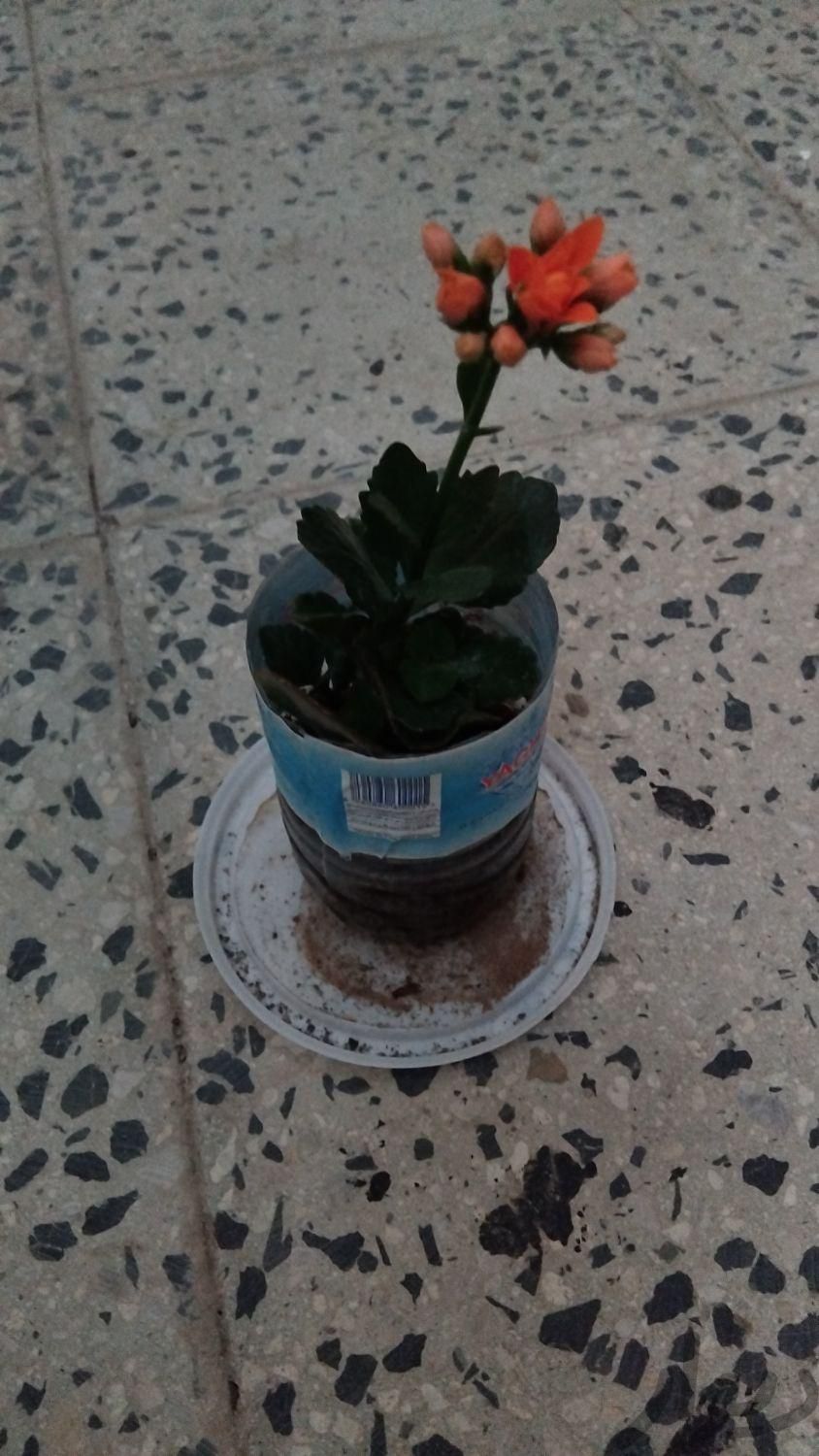 گل قاشقی نارنجی و سفید|گل و گیاه طبیعی|ملایر, |دیوار