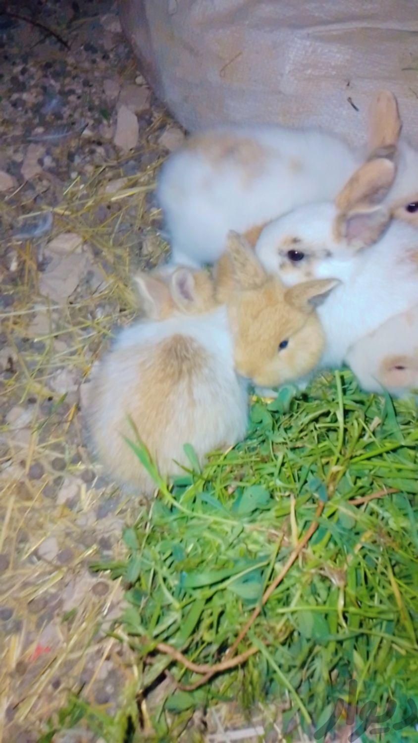 خرگوش|موش و خرگوش|جوانرود, |دیوار