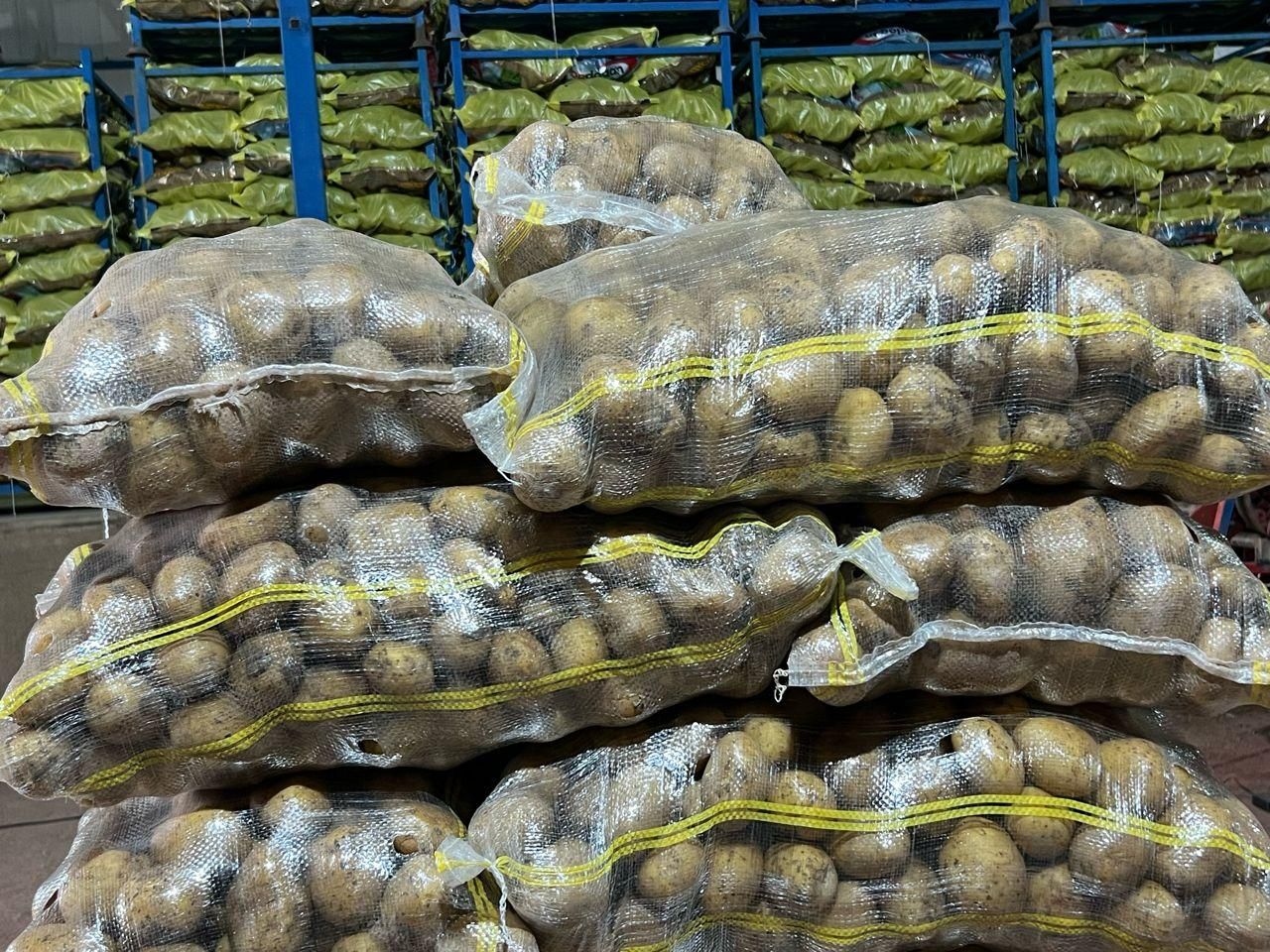 سیب زمینی آگریا|خوردنی و آشامیدنی|تهران, اکباتان|دیوار