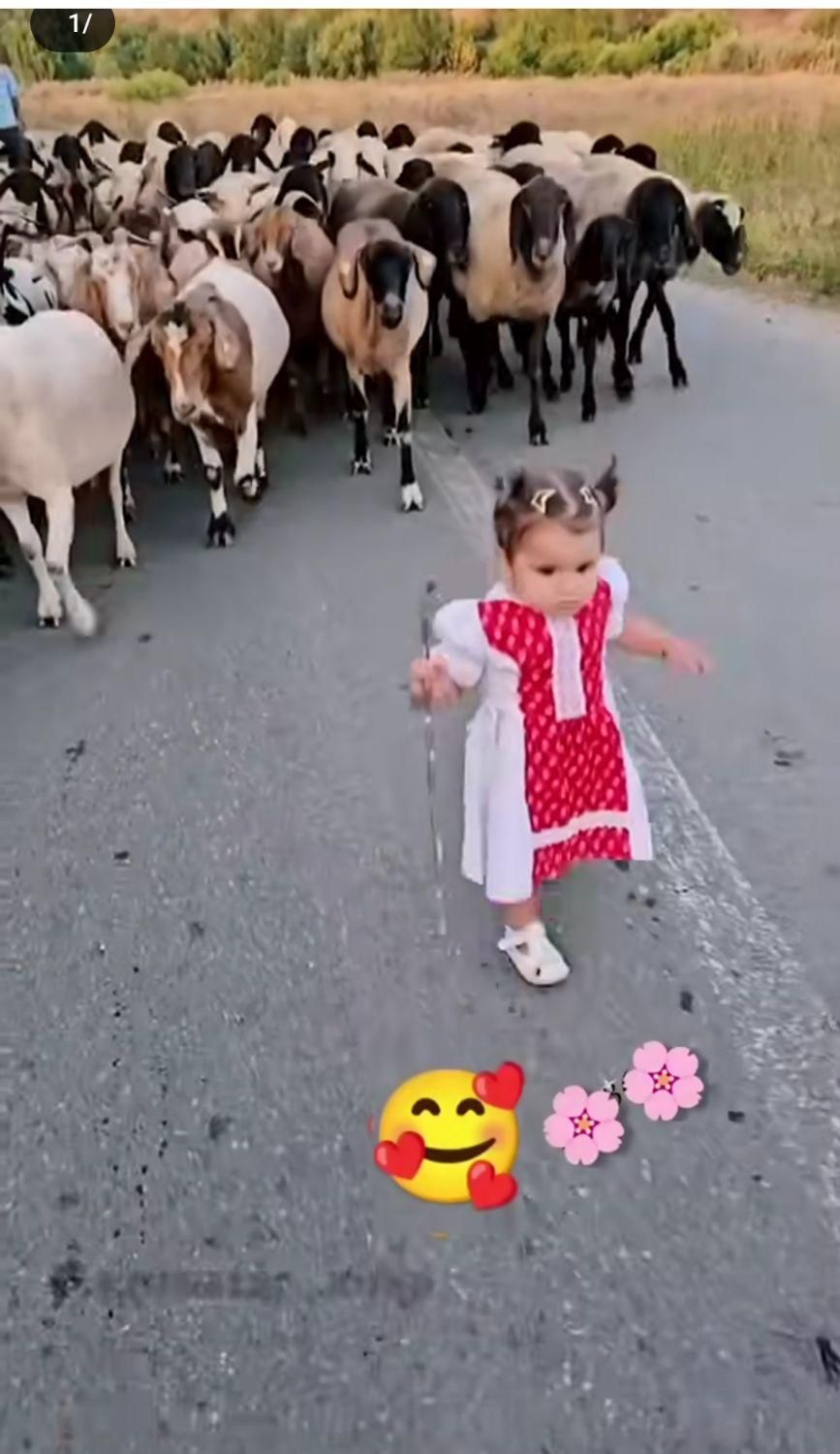 گوسفند زنده برادران حسینی|حیوانات مزرعه|کرج, شهرک ظفر|دیوار