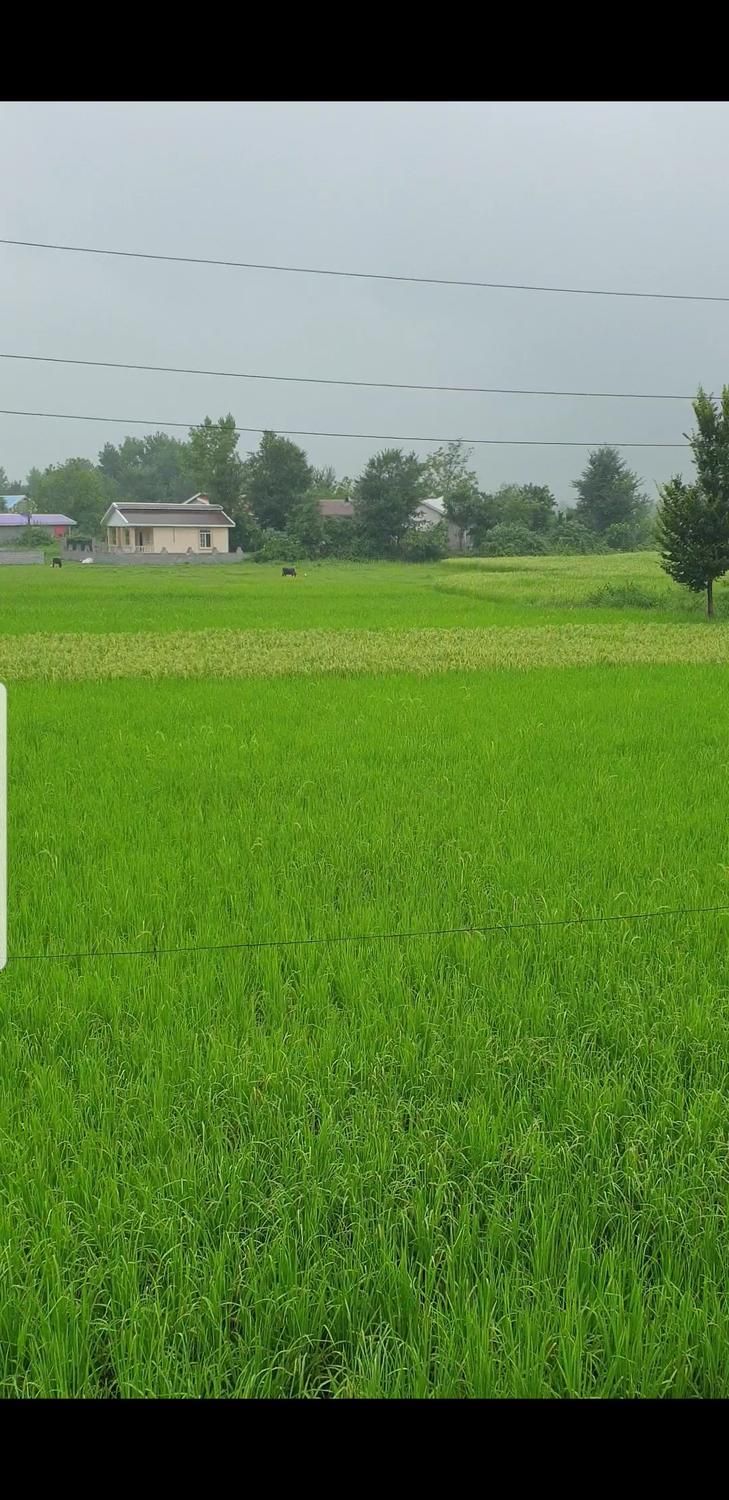 برنج صادراتی ارگانیک هاشمی مستقیم از مزرعه دار|خوردنی و آشامیدنی|تهران, فرمانیه|دیوار