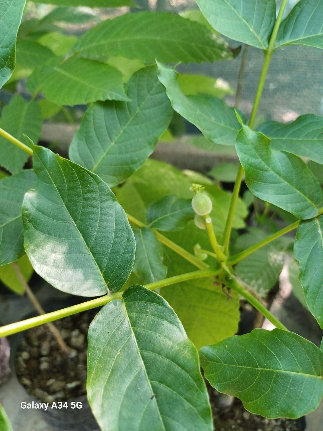 فروش نهال گردو چندلر|خدمات باغبانی و درختکاری|ساری, |دیوار